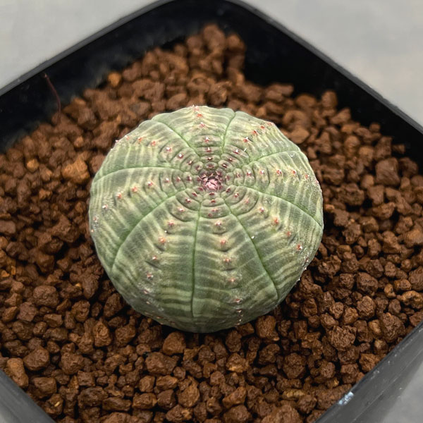 ユーフォルビア:オベサ 2.5号鉢植え*