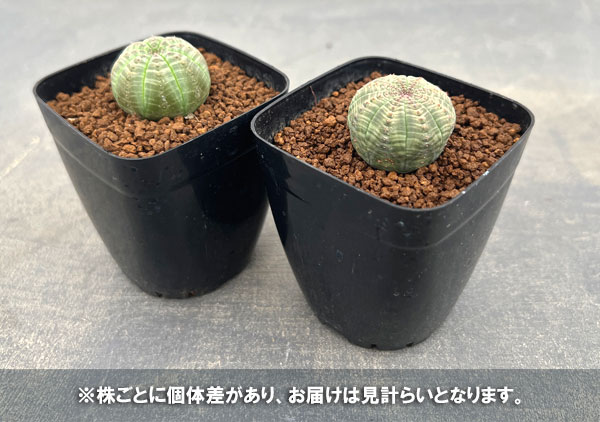 ユーフォルビア:オベサ 2.5号鉢植え*