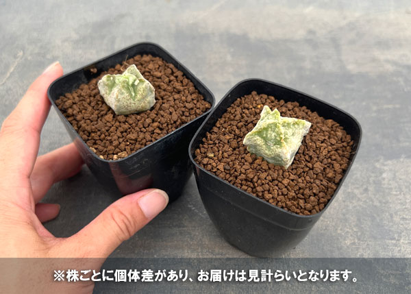 [ザ・ファームセレクト]ホワイトスロアネア：クラサ　2.5号鉢植え