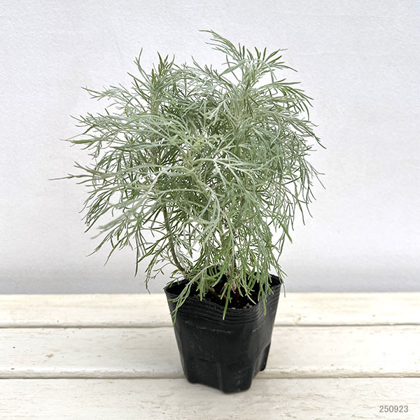 アルテミシア：マカナ　シルバー3号ポット