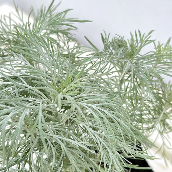 アルテミシア：マカナ　シルバー3号ポット