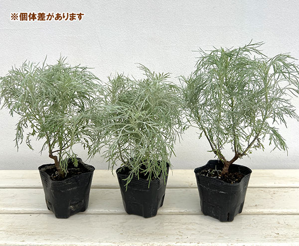 アルテミシア：マカナ　シルバー3号ポット