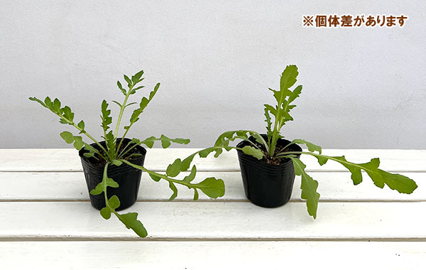 [26年2月中下旬予約]ポピー：アメージンググレー3号ポット（福花園さん選抜採種苗）*