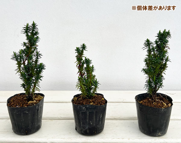 ponzu　天然木 杉の柾目のお盆2枚 img59985141.jpg