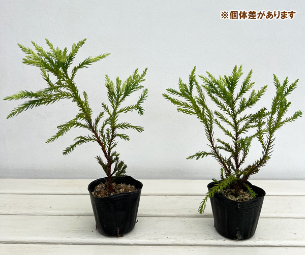スギ：斑入杉　伊吹おろし 3号ポット