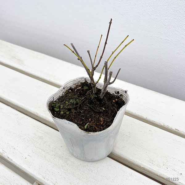 サルビア：アズレア　ホワイト 3-3.5号ポット