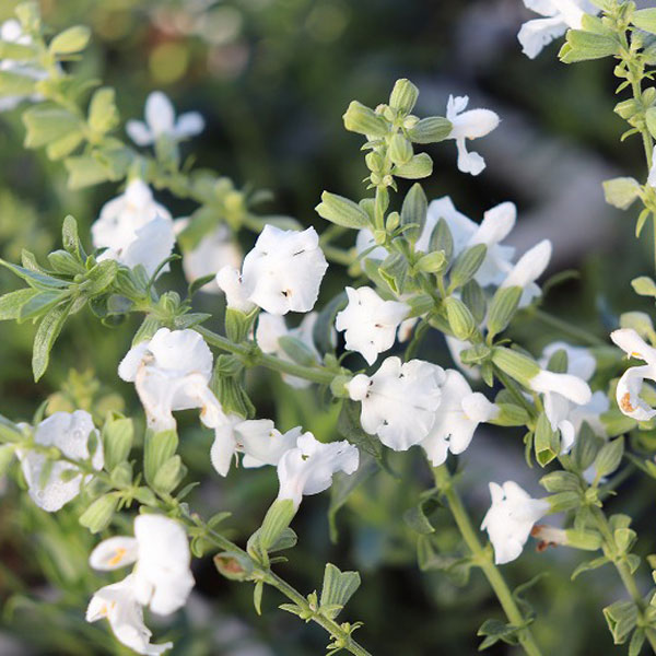 サルビア：アズレア　ホワイト 3-3.5号ポット