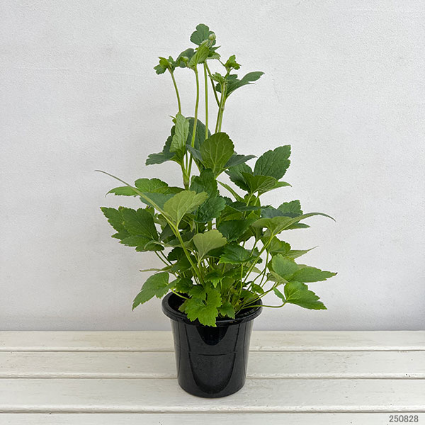 シュウメイギク（秋明菊）：ももね5号鉢植え