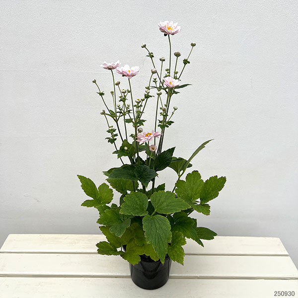 シュウメイギク（秋明菊）：ももね5号鉢植え