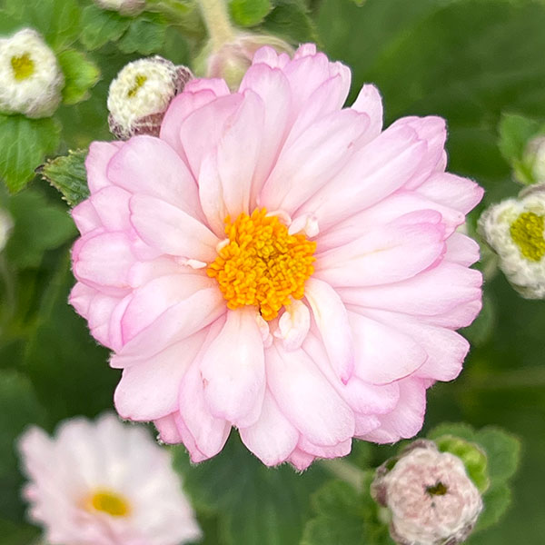 シュウメイギク（秋明菊）：ももね5号鉢植え