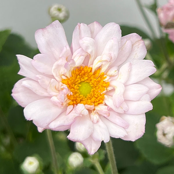 シュウメイギク（秋明菊）：ももね5号鉢植え