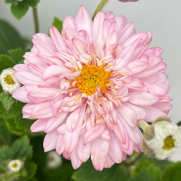 シュウメイギク（秋明菊）：ももね5号鉢植え