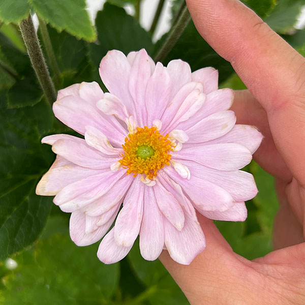 シュウメイギク（秋明菊）：ももね5号鉢植え