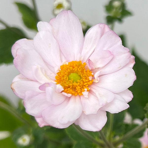 シュウメイギク（秋明菊）：ももね5号鉢植え
