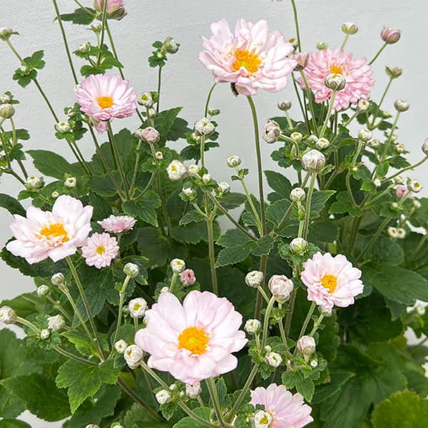 シュウメイギク（秋明菊）：ももね5号鉢植え