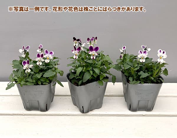 ビオラ：パープルラビット3.5号ポット