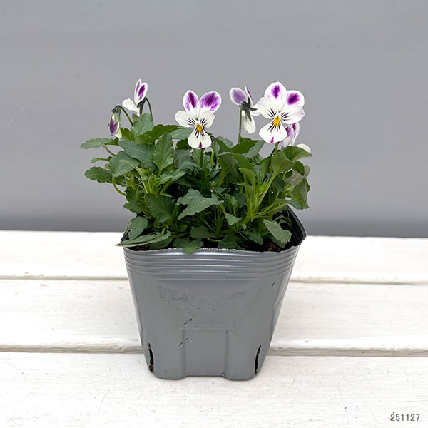 ビオラ：パープルラビット3.5号ポット