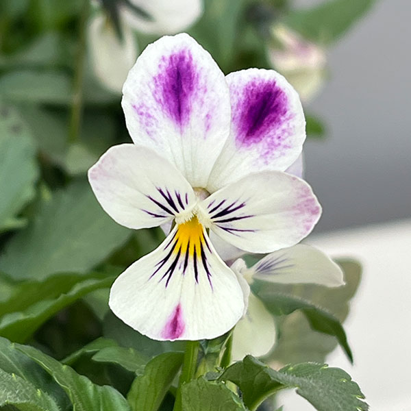 ビオラ：パープルラビット3.5号ポット