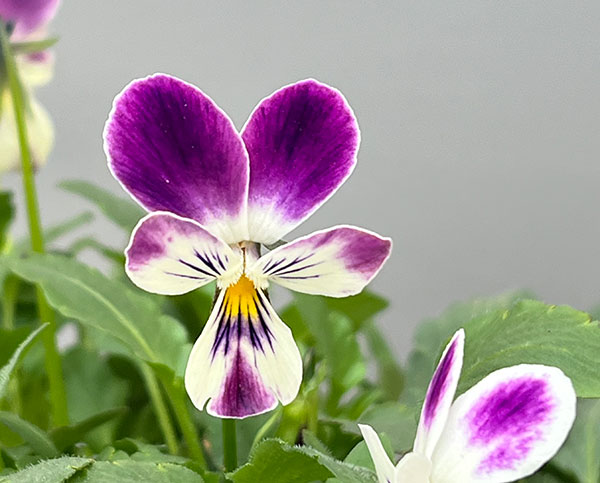 ビオラ：パープルラビット3.5号ポット