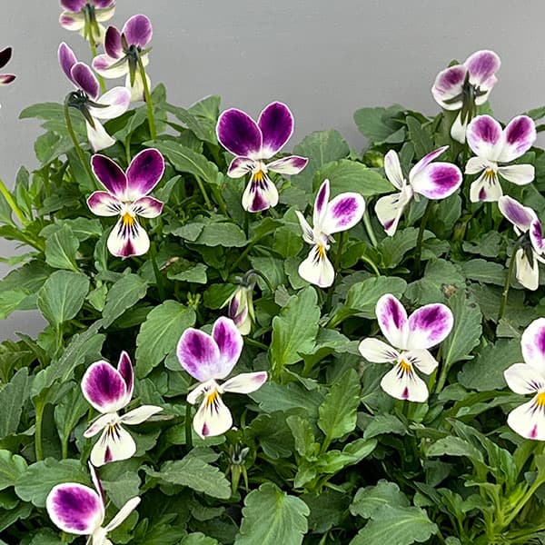 ビオラ：パープルラビット3.5号ポット