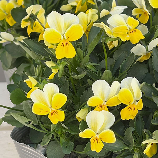 ビオラ：Misato　レモネード3.5号ポット