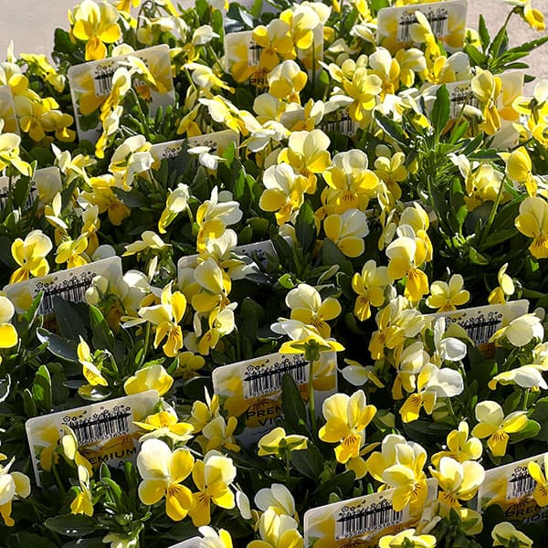 ビオラ：Misato　レモネード3.5号ポット