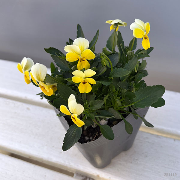 ビオラ：Misato　レモネード3.5号ポット