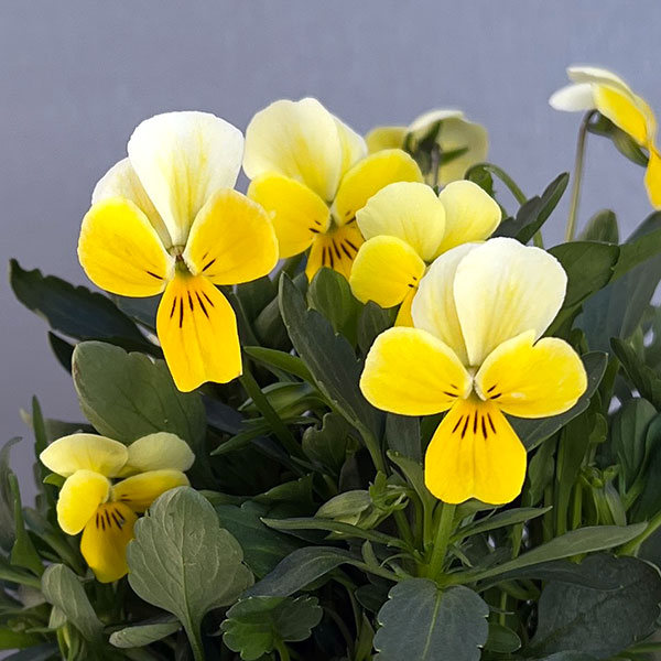 ビオラ：Misato　レモネード3.5号ポット