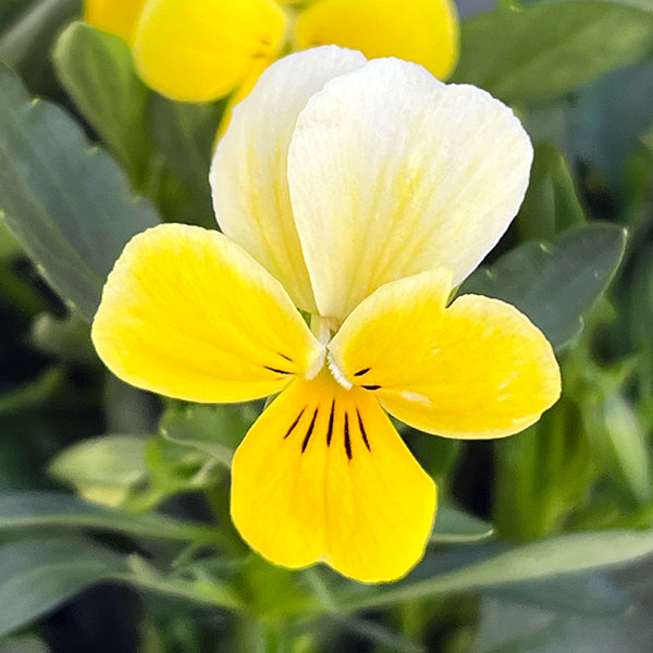 ビオラ：Misato　レモネード3.5号ポット