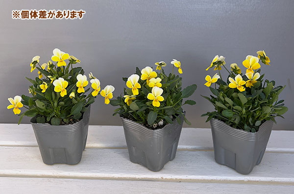 ビオラ：Misato　レモネード3.5号ポット