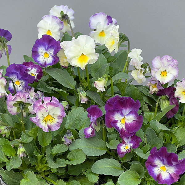 ビオラ：Misato2　フリル咲き3.5号ポット