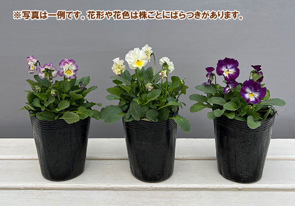園芸ネット本店｜ビオラ：Misato2 フリル咲き3.5号ポット の通販【公式】