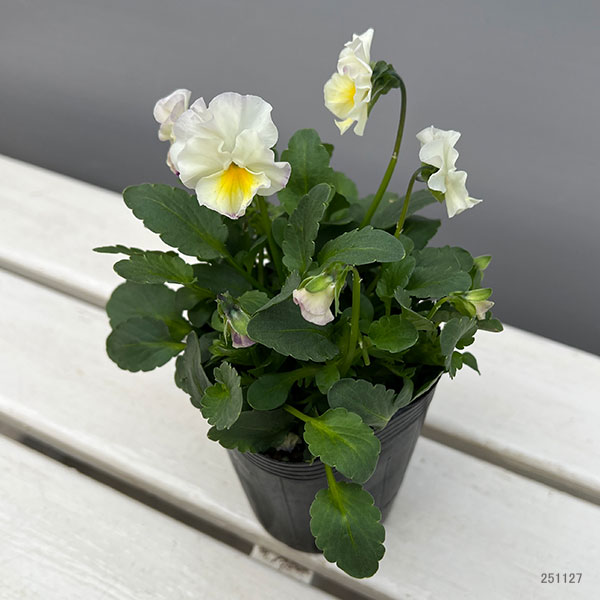 園芸ネット本店｜ビオラ：Misato2 フリル咲き3.5号ポット の通販【公式】