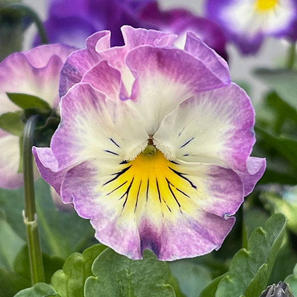 咲出品 園芸ネット本店｜ビオラ：Misato2 フリル咲き3.5号ポット の通販【公式】