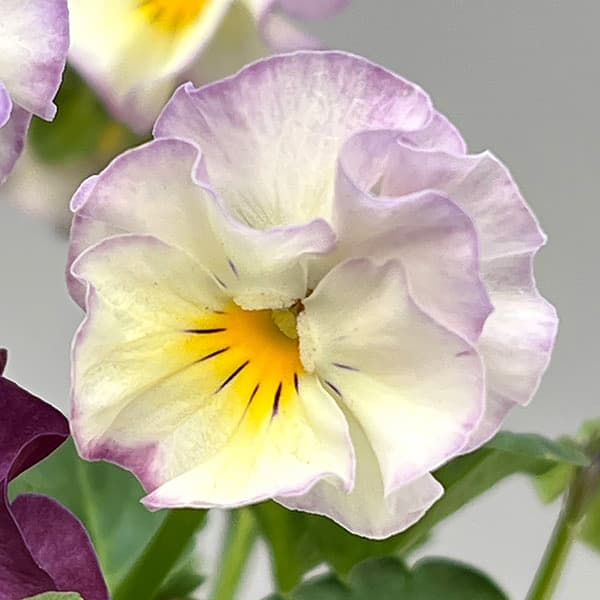 園芸ネット本店｜ビオラ：Misato2 フリル咲き3.5号ポット の通販【公式】