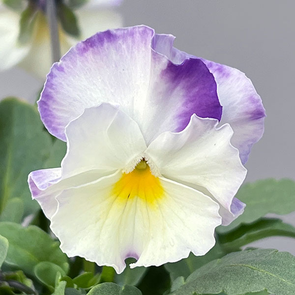 ビオラ：Misato2　フリル咲き3.5号ポット