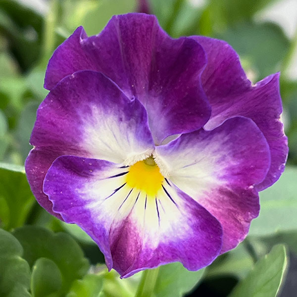 園芸ネット本店｜ビオラ：Misato2 フリル咲き3.5号ポット の通販【公式】