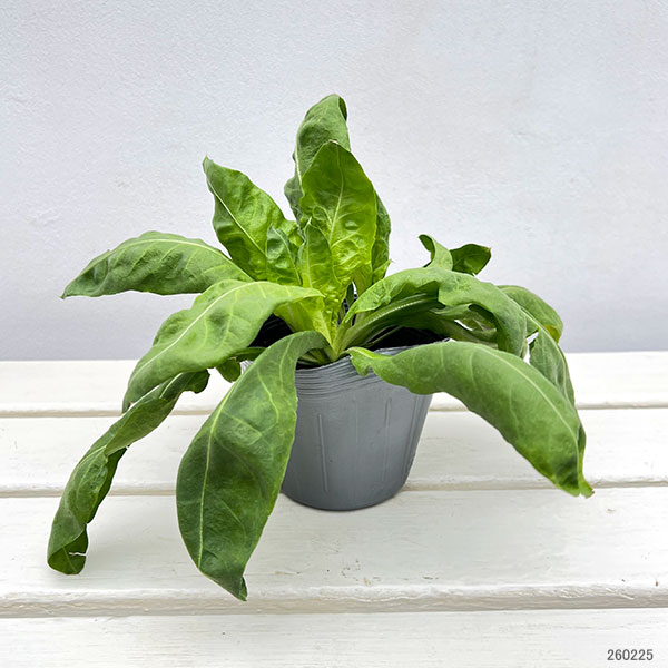 リモニューム(スターチス):ピンクポーカーズ3.5号ポット