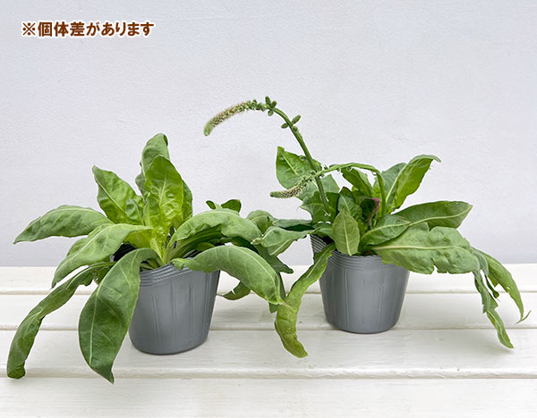 リモニューム(スターチス):ピンクポーカーズ3.5号ポット