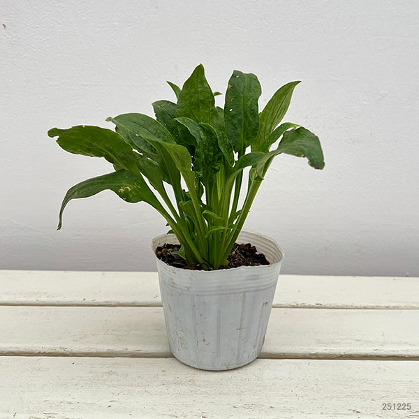 シレネ:ファイヤーフライ3-3.5号ポット