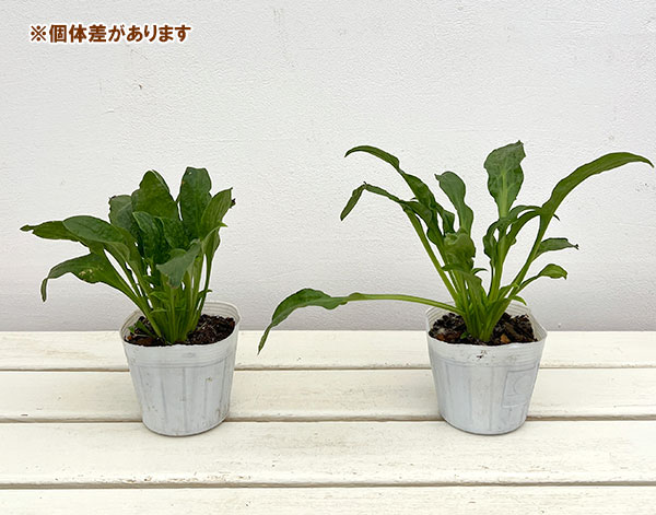 シレネ:ファイヤーフライ3-3.5号ポット