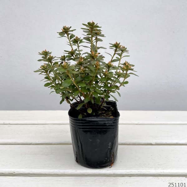 深山霧島ツツジ：鶴翁3.5号ポット