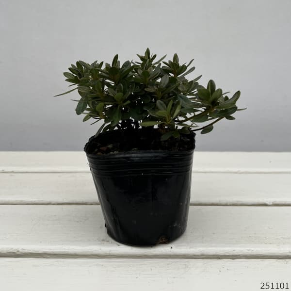 深山霧島ツツジ：彩の松坂3.5号ポット