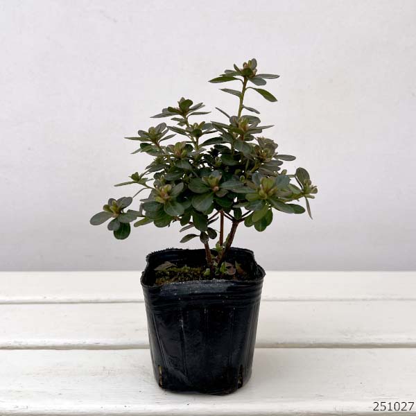 深山霧島ツツジ：紅小町3.5号ポット