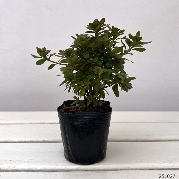 深山霧島ツツジ：満月3.5号ポット