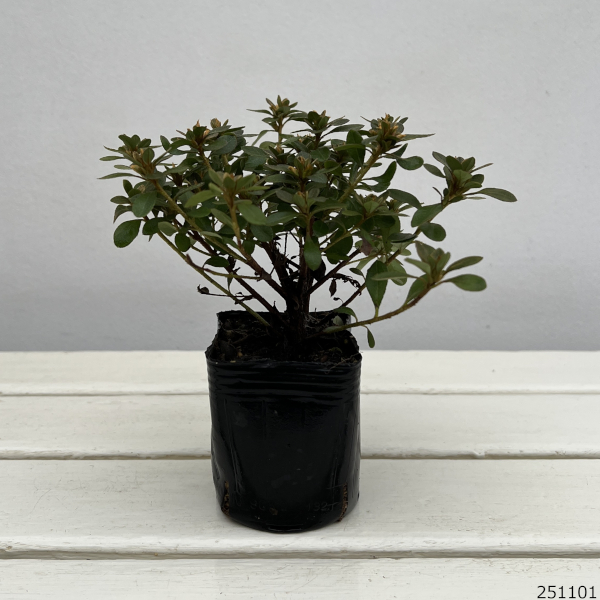 深山霧島ツツジ：筑峰3.5号ポット