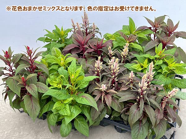 セロシア(ケイトウ):霧島の秋 花色おまかせ3.5号ポットg