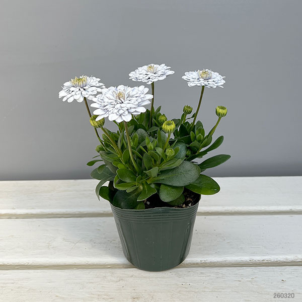 オステオスペルマム：シルバームーン3.5号ポット