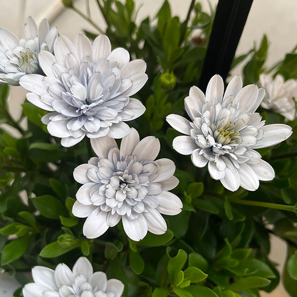 オステオスペルマム：シルバームーン3.5号ポット