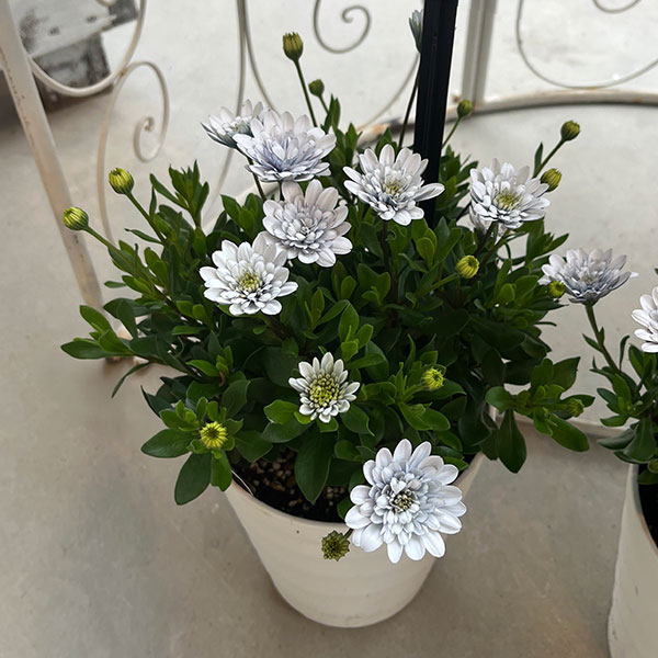 オステオスペルマム：シルバームーン3.5号ポット